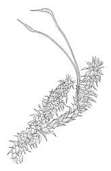 Ptychomnion densifolium, habit. Drawn from K.W. Allison 6845, CHR 454699.
 Image: R.C. Wagstaff © Landcare Research 2018 